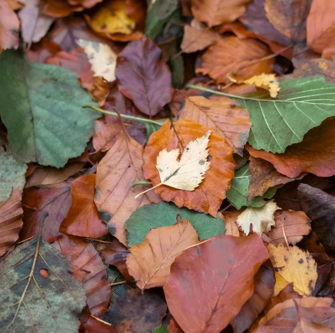 leaves
